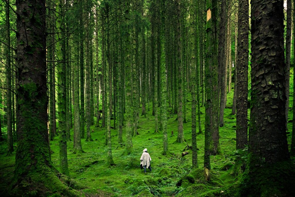 pexels-photo Person Walking Between Green Forest Trees