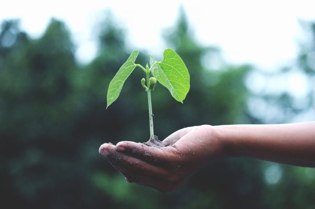 pexels-photo-1072824 Person Holding A Green Plant